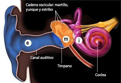Partes del oído; la letra e señala el canal auditivo